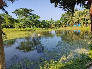 Obraz premium Pond and green nature. Pond and vegetable fiend. Small pond in eco nature in Bangladesh