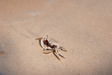 Close-Up of a Sand Crab on a Sunny Beach Shore
