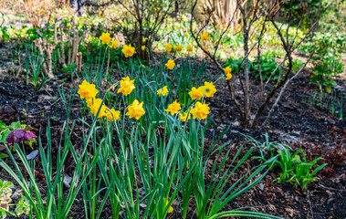 Bellevue Garden Daffodils 2