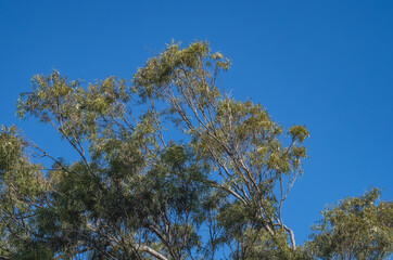 Sandalwood Tree Leaf Canopy in Morning Sunlight Underneath Turquoise Blue Sky.