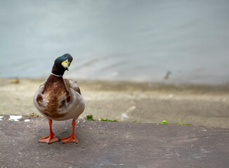 Mallard duck standing near the Tevere River in Rome, gazing toward the empty space in contemplation
