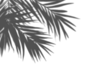 Palm leaf shadow isolated on transparent background. Shadow overlay effect. Tropical palm tree foliage silhouette