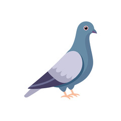 Pigeon animals on white background