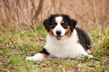 Dog puppy Australian Shepherd Tricolor color in the forest on a brown background portrait looking straight into the camera. Copy space