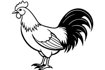 rooster isolated on white background