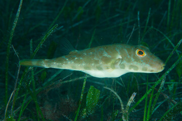 Green fish trying to camouflage itself among the seaweed at the bottom of the sea