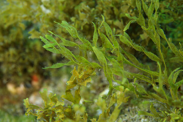 Green algae in the sea over the reef.
