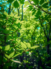 Obraz premium Earth day environment design. Green leaves forest and defocused abstract sunlight bokeh lush foliage. Green leaves eco-friendly background with place for text. Concept of ecology healthy environment