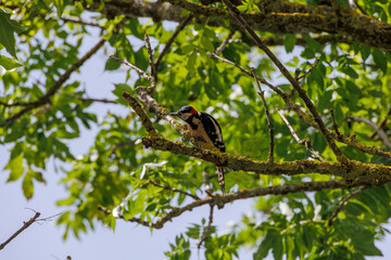 A great spotted woodpecker on the branches of a street tree in Bobingen