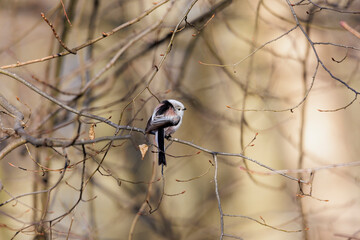A long-tailed tit sits on a branch in the forest near Siebenbrunn in spring