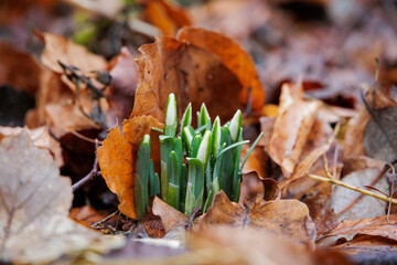 the flower buds of snowdrops peek out of the ground between wilted leaves in January in Siebenbrunn near Augsburg