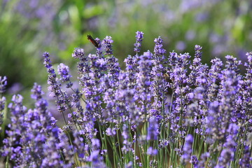 Nahaufnahme von blühendem Lavendel in einem üppigen Feld. Die Lavendelblüten sind in einem satten Violett gehalten und stehen dicht beieinander.