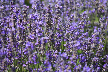 Nahaufnahme von blühendem Lavendel in einem üppigen Feld. Die Lavendelblüten sind in einem...