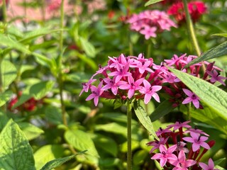 Pentas, also known as Egyptian Star Cluster, features vibrant pink and red star-shaped flowers that attract butterflies and bees. Thriving in gardens, it symbolizes positivity and growth.