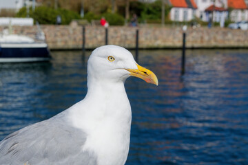 Möwe