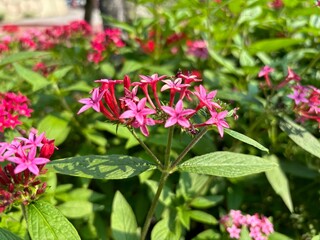 Pentas, also known as Egyptian Star Cluster, features vibrant pink and red star-shaped flowers that attract butterflies and bees. Thriving in gardens, it symbolizes positivity and growth.