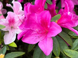 Azalea flowers bloom vibrantly in shades of pink, red, and white, symbolizing passion and abundance. Captured under natural sunlight, these blossoms thrive in gardens and landscapes.