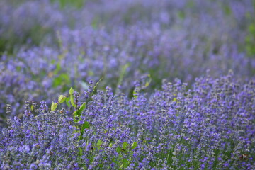 Nahaufnahme von blühendem Lavendel in einem üppigen Feld. Die Lavendelblüten sind in einem satten Violett gehalten und stehen dicht beieinander.