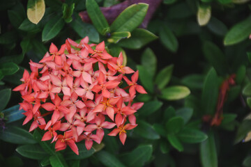 red flower and other name Ixora flower Spike flowers in garden
