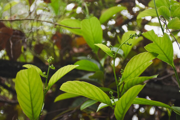 Fresh and clean green leaves