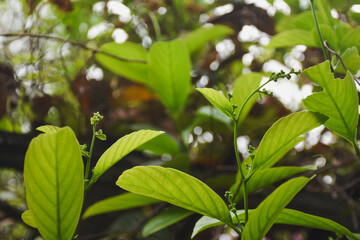 Fresh and clean green leaves