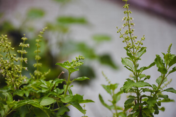 Close-up of Ocimum tenuiflorum in the garden.
