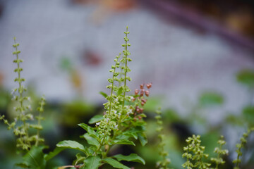 Close-up of Ocimum tenuiflorum in the garden.