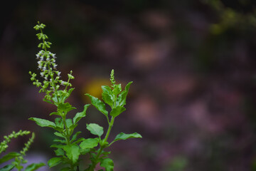 Close-up of Ocimum tenuiflorum in the garden.