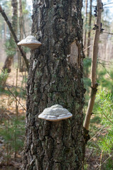 A beautiful, sunny spring day in the forest.