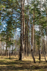A beautiful, sunny spring day in the forest.