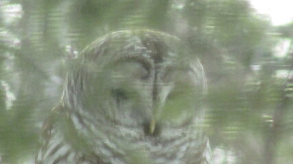barred owl