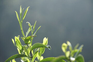 Fresh Green Tea Leaves Close Up Macro Photography