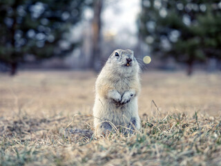 Prairie dog is standing on its hind legs and looking at the camera