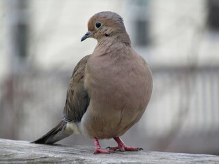 dove