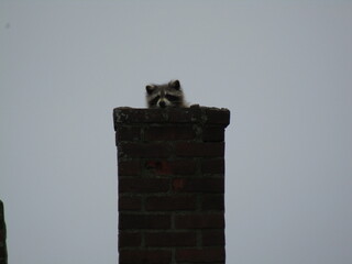 racoon on roof © Joel