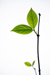 Four Fresh Green Leaves Isolated Studio Photography