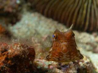 Juvenile Cowfish Front View