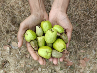 Harvesting Fresh Cashew Fruits and Nuts in a Farm