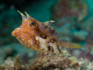 Juvenile Cowfish Left Side View