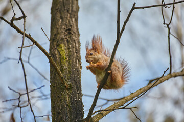 Red Squirrel Eating on Branch © Ryzhkov Oleksandr
