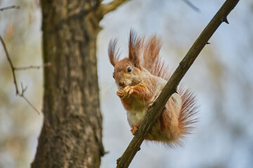Red Squirrel Perched on a Branch © Ryzhkov Oleksandr