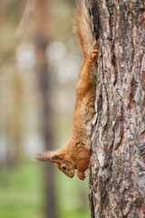 Red Squirrel Climbing Down Tree © Ryzhkov Oleksandr