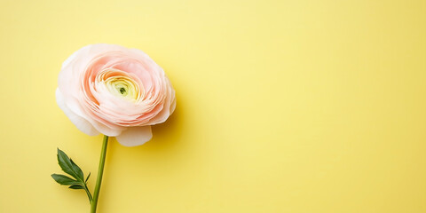 Fototapeta premium Pink Ranunculus Flower on Yellow Background with Blank Space for Text Copy, Floral Spring Summer Pastel Surface
