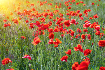 Vibrant Red Poppies in Bloom