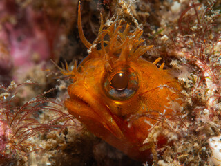 Fringehead Peeking Out of Hole
