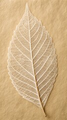Delicate leaf skeleton art on textured background, intricate veins create a nature-inspired organic pattern for graphic design projects.