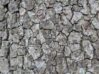 Bark of an Oak Tree (Quercus)