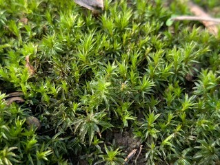 Common Smoothcap moss (Atrichum undulatum)