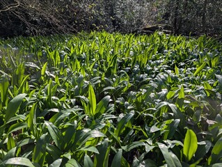Ramsons or Wild Garlic (Allium ursinum) in a British woodland