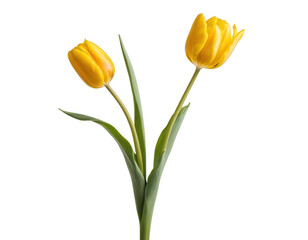 yellow tulips isolated on white background, on transparent background png © So Beautiful PNG